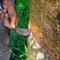 A man tapping rubber tree or latex at Malaysia rubber tree plantation