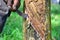 A man tapping rubber tree or latex at Malaysia rubber tree plantation