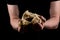 Man tearing a piece of bread in the middle of bread to share. Helping hands concept of sharing.