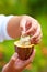 Man tests ripe cocoa beans inside a pod