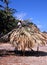 Man thatching a parasol, Tobago.