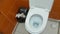 A man throws toilet paper on the toilet floor. Uncleaned toilet, litter in public toilet, problem