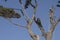 A man tied with a rope cuts the branches of a tree high up