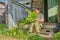 Man ties birch brooms for a bath sitting on a wooden porch of an old country house in a Siberian village, Russia