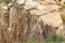 Man Top Rock Climbing a Hoodoo in Arizona