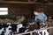 Man touching cows in cowshed