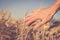 Man touching an ear of wheat at sunset