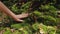 Man touching soft moss at the roots of a tree in the forest