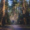 Man trail running in the forest