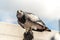 Man trained falcon with black and white feathers