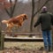 A man trains a dog to jump over a barrier, dog training,