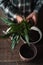 Man transplant a flower Spathiphyllum in flower pot