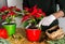 Man transplanting Poinsettia Christmas flowers