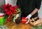 Man transplanting Poinsettia Christmas flowers