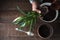 Man transplants a flower Spathiphyllum in flower pot on the right