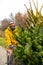 Man transporting Christmas tree on bicycle