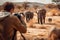 Man traveler taking photo of elephants at African savannah