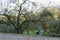 Man, tree surgeon on a ladder sawing branches off a tree