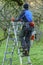 Man, tree surgeon on a ladder sawing branches off a tree