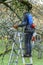 Man, tree surgeon on a ladder sawing branches off a tree