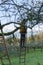 Man, tree surgeon on a ladder sawing branches off a tree