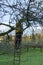 Man, tree surgeon on a ladder sawing branches off a tree