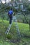 Man, tree surgeon on a ladder sawing branches off a tree