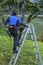 Man, tree surgeon on a ladder sawing branches off a tree