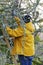 Man, tree surgeon on a ladder sawing branches off a tree