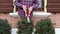 Man trimming boxwood plant with hedge clippers topiary art in the home garden.