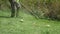 Man Trimming Grass In A Garden Using A Lawnmower,