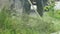 Man trimming grass in a garden using a lawnmower