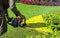 A man trimming shrub with Hedge Trimmer