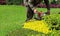 A man trimming shrub with Hedge Trimmer