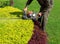 A man trimming shrub with Hedge Trimmer