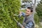 Man trimming side hedge with shears