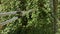 Man trimming a tree with garden shears