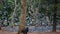 A man trying to capture Enormous flocks of pigeons at Cubbon Park, Bangalore, India