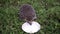 Man trying to feed a hedgehog with milk from saucer