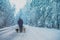 Man with two dogs walking on snowy country road