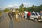 Man with two oxen pulling sled past broken down Fiat car in the Valle de Viï¿½ales, in central Cuba