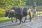 Man with two oxen pulling sled on street in the Valle de Viï¿½ales, in central Cuba