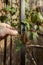 Man tying climbing rose to an arch with plastic coated garden wire