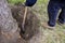 Man uproots old dry fruit tree in the garden. Large pit with chopped off tree roots. Shovel are main tool used in uprooting.