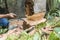 A man uses a bolo to chop the trunk of a coconut tree inside a property. Tree felling with permit