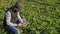 A man uses a digital tablet in a sugar beet field