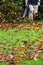 A man using a leaf blower machine to clear autumn leaves from a garden during fall