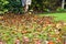 A man using a leaf blower machine to clear autumn leaves from a garden during fall