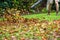 A man using a leaf blower machine to clear autumn leaves from a garden during fall