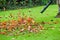 A man using a leaf blower machine to clear autumn leaves from a garden during fall